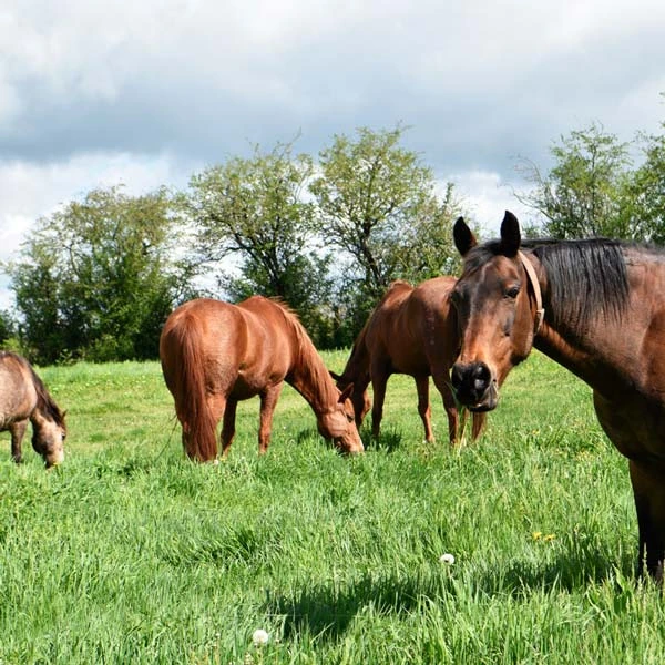 Pension pour chevaux à Romagnat, Puy-de-Dôme